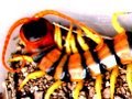 Scolopendra, the dangerous centipede of Thailand