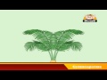 Learn about Plants in Hindi - Gymnosperms