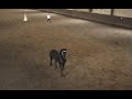 Thalion p� Frieserhestens dag.