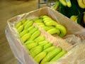 Cruelty to Vegetables Cruelty to Vegetables