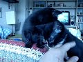 max & Charlie meowing