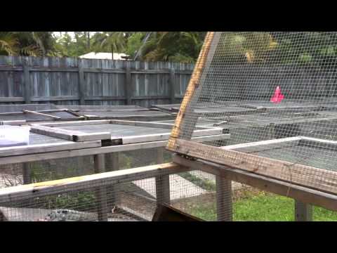YouTube reptile video