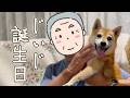 じぃじのお祝いより、美味しい物捜索の方が断然先だった柴犬