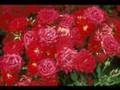 Mario Lanza- RARE 1952 Roses of Picardy (Wood)