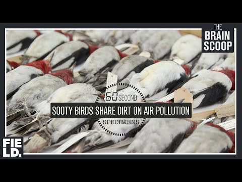 Sooty Birds Share Dirt on Air Pollution [60 Second Specimens]