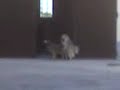 cani ke si inculano