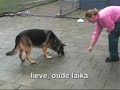 Asielhond Laika, dierenopvangcentrum Kampen