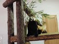 レッサーパンダ　ソラとララ　ピーピーバトル