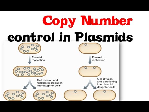 how to isolate a dp cell