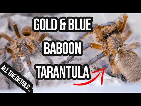 YouTube reptile video
