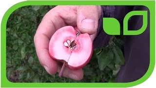 #210 The passion behind apple breeding - new darkred Redloves 