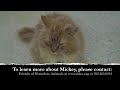 Mickey is looking for his FURever home in Virginia!