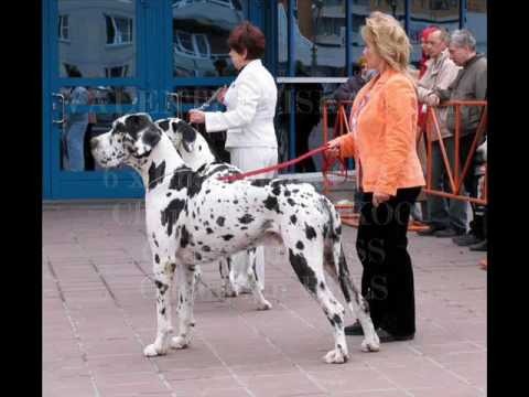 dogue allemand