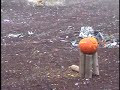Watermelon No More
