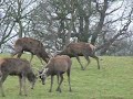 Red deer stags rutting