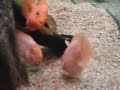 em um passeio no Aquario de Itaquera, uma curiosidade, um peixe que brigava pelo seu espaço parecia que beijava outro peixe, curioso e engraçado... 