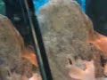 PEIXE BEIJOQUEIRO