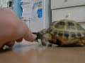 Horsfield Tortoise Eating
