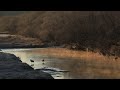 音羽橋のタンチョウ