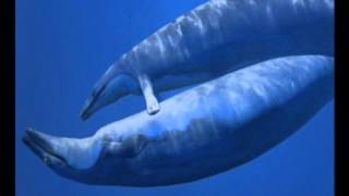 Conheça o Basilosaurus, um cetáceo pré-histórico que viveu entre 34 e 39 milhões de anos atrás