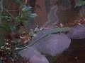 Green Tree Monitor