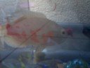 oscar eating bloodworm