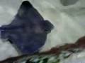 videos de Playful baby-bat-rays, jellyfish -SF Aquarium, #4