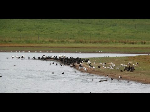 <p>Orchard Road farm Dam, a dam site worth saving</p>
 video thumbnail