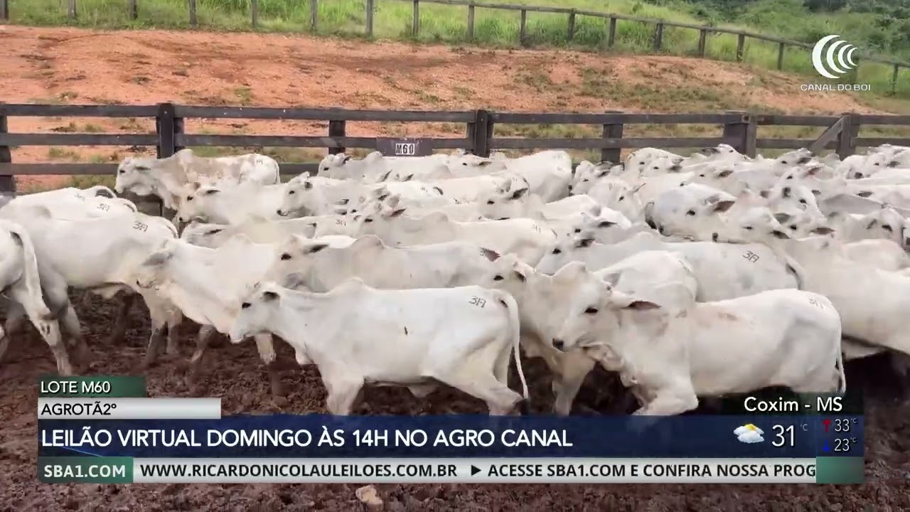 2º Leilão Virtual Agrotã neste domingo às 14h no Agro Canal