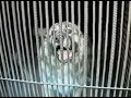 karabah kir�lya kennel