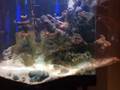 videos de 24 Gallon Nano Cube