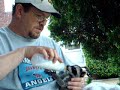 Feeding Leonitis