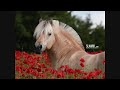 [Hσяsε αиd ωσlvεs.Chσρ sυεч]*50 subscribers YAY!!Tнαик чσυ Gυys!!//