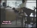 Inteligencia animal