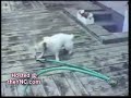 Inteligencia animal