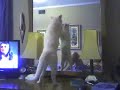 Cat in the mirror Cat in the mirror