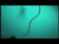 videos de SNAKE
