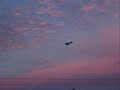 skyray sunset skyray sunset