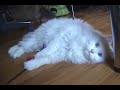 turkish angora  Jinbang and Jerry played a cameo role