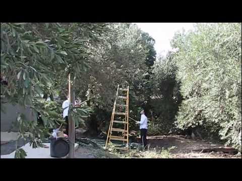 how to harvest olive oil