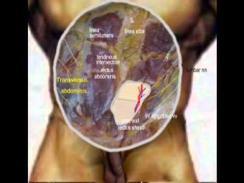 how to locate the aorta