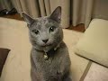 Russian Blue