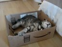 Charlie Napping