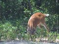 White-tailed Deer Dining