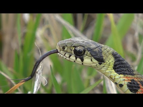 YouTube reptile video