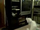 Indigo - The Dog Who Eats Bubbles!