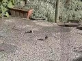 Collared dove landing, sparrows start Collared dove landing, sparrows start