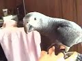 Nixie - My Timneh African Grey Parrot