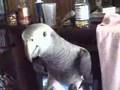 Nixie - My Timneh African Grey Parrot