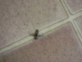 videos de Break Dancing Bug